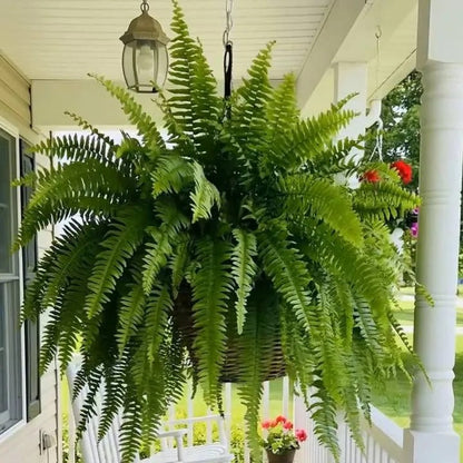 Last Day 49% OFF🌿Glowing Boston Ferns with Lights – 🌿 Zero Watering, Zero Maintenance