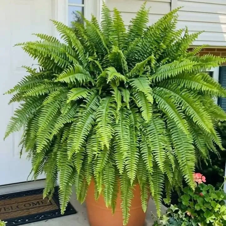 Last Day 49% OFF🌿Glowing Boston Ferns with Lights – 🌿 Zero Watering, Zero Maintenance