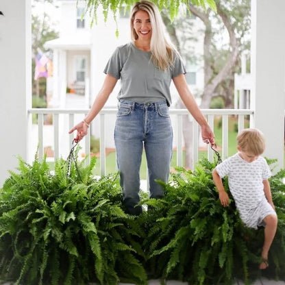 Last Day 49% OFF🌿Glowing Boston Ferns with Lights – 🌿 Zero Watering, Zero Maintenance