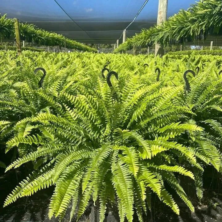Last Day 49% OFF🌿Glowing Boston Ferns with Lights – 🌿 Zero Watering, Zero Maintenance