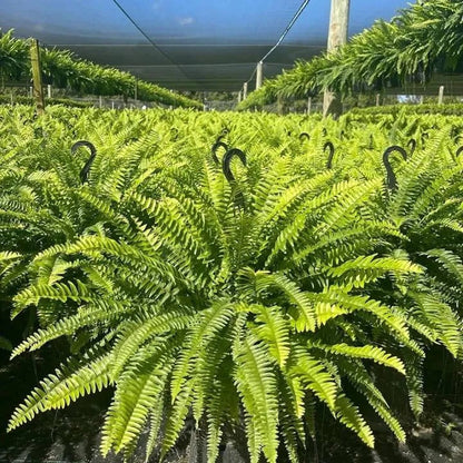 Last Day 49% OFF🌿Glowing Boston Ferns with Lights – 🌿 Zero Watering, Zero Maintenance