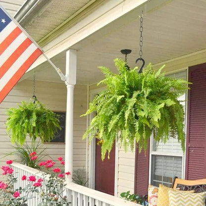 Last Day 49% OFF🌿Glowing Boston Ferns with Lights – 🌿 Zero Watering, Zero Maintenance